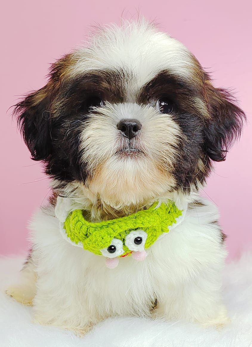 Shih Tzu 西施