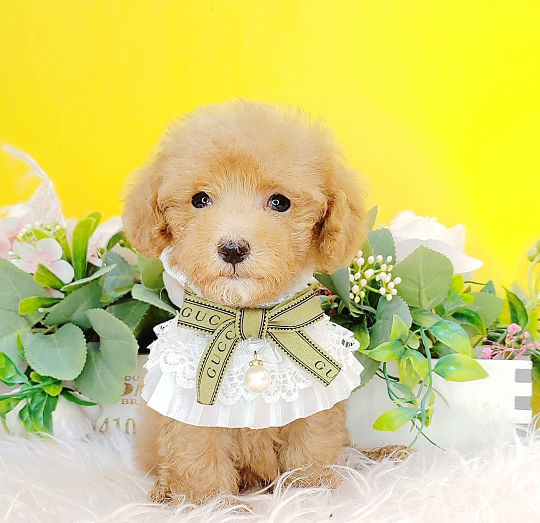 Poodle 娉拌开璐靛