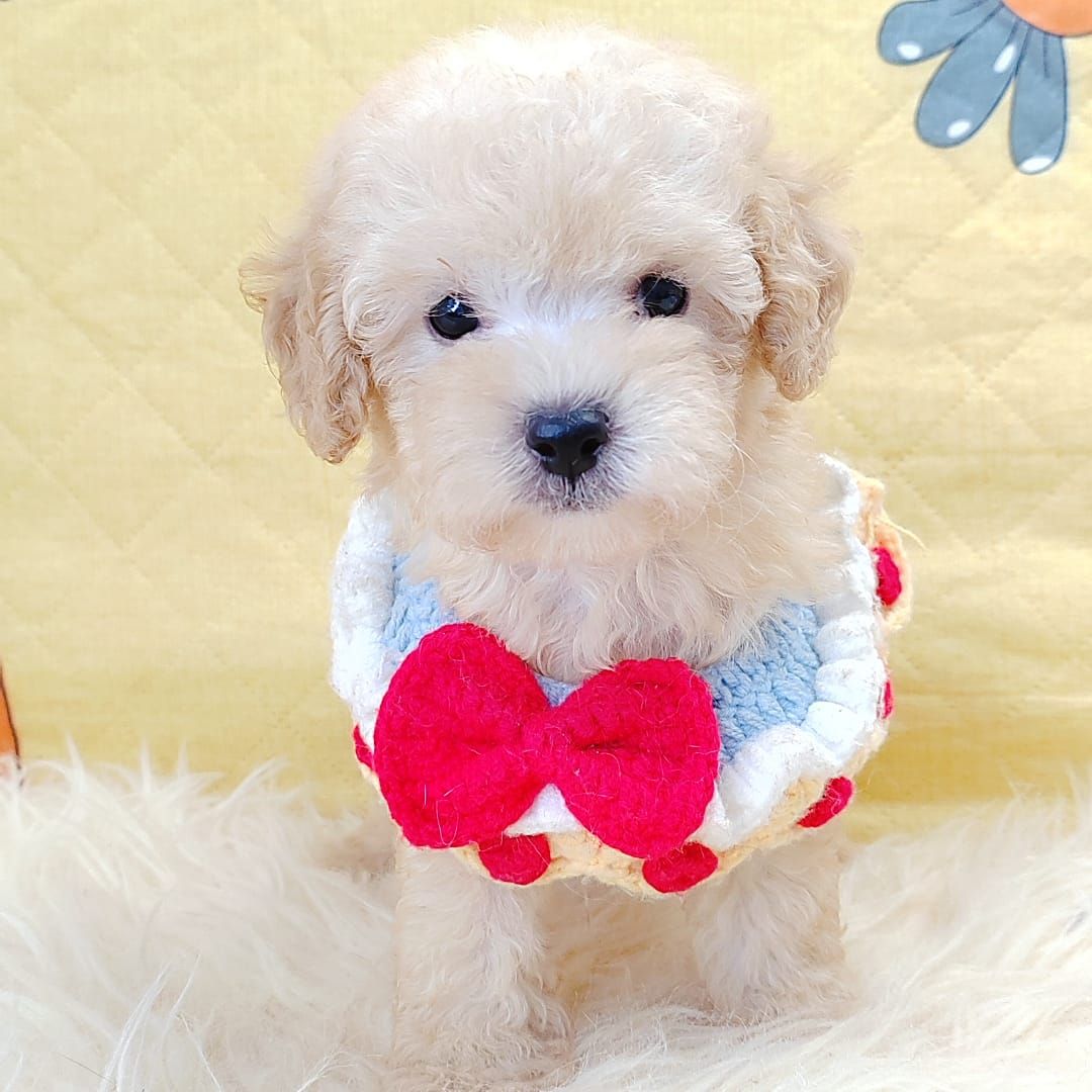 Poodle 娉拌开璐靛