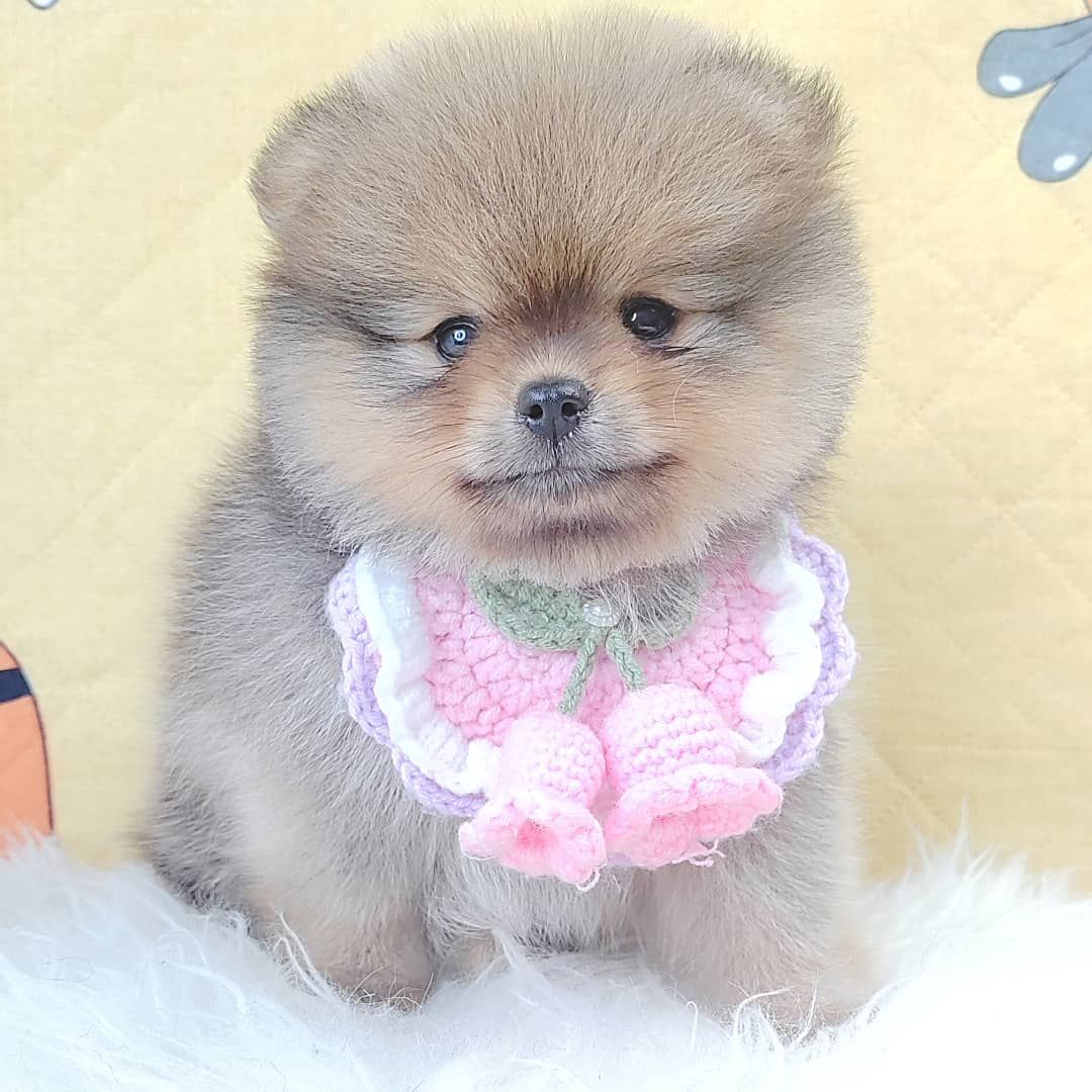 Pomeranian 博美