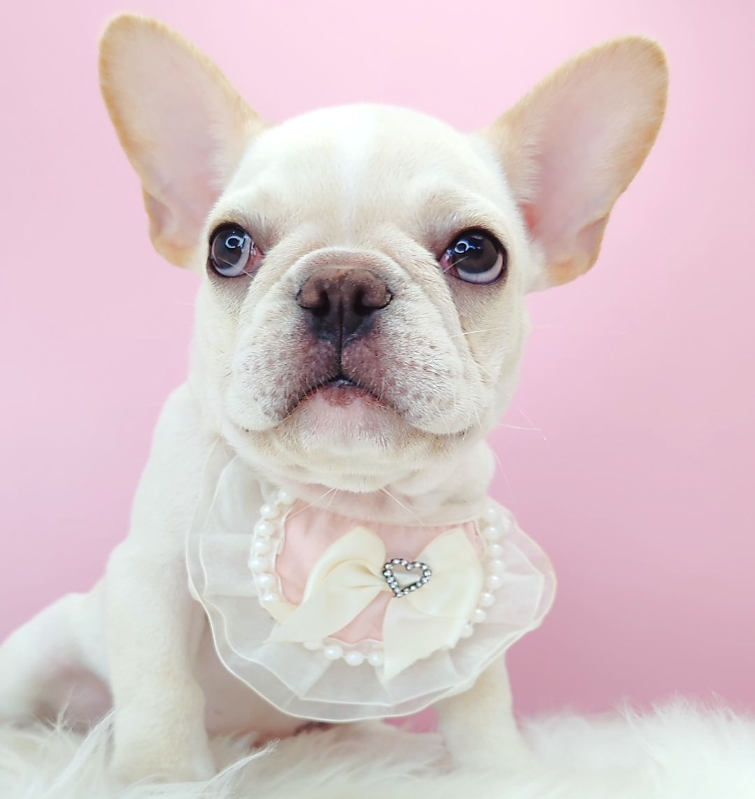 French Bulldog 法斗