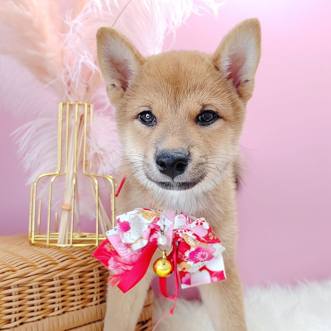 Shiba Inu 柴犬