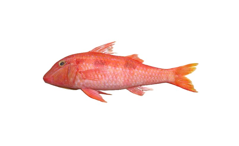 Red Mullet Fish