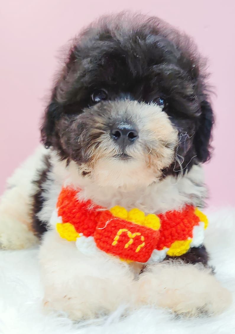 Poodle 娉拌开璐靛