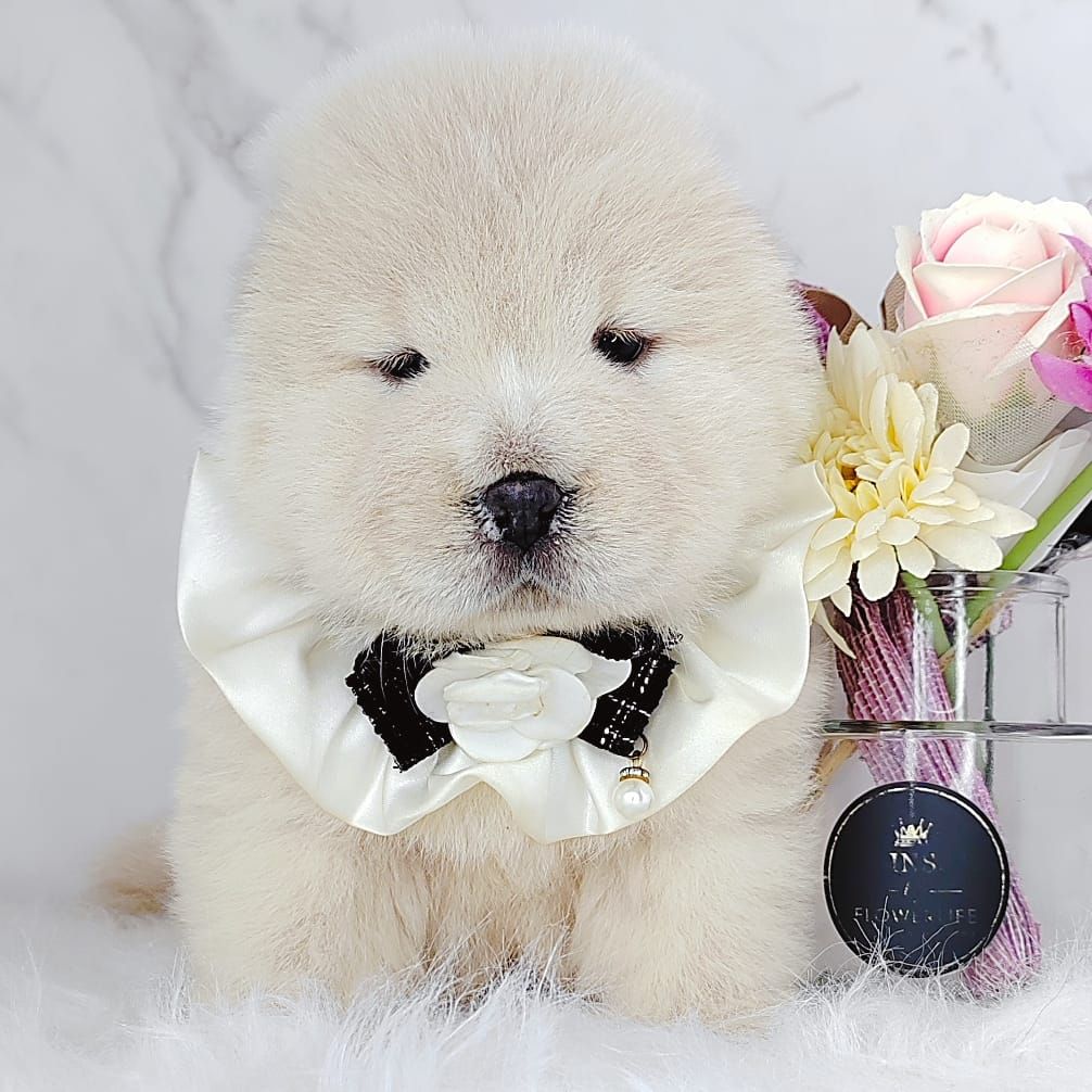 Chow Chow 松狮犬