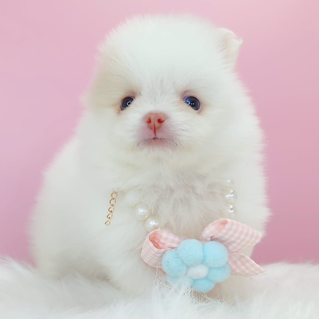 Pomeranian 博美