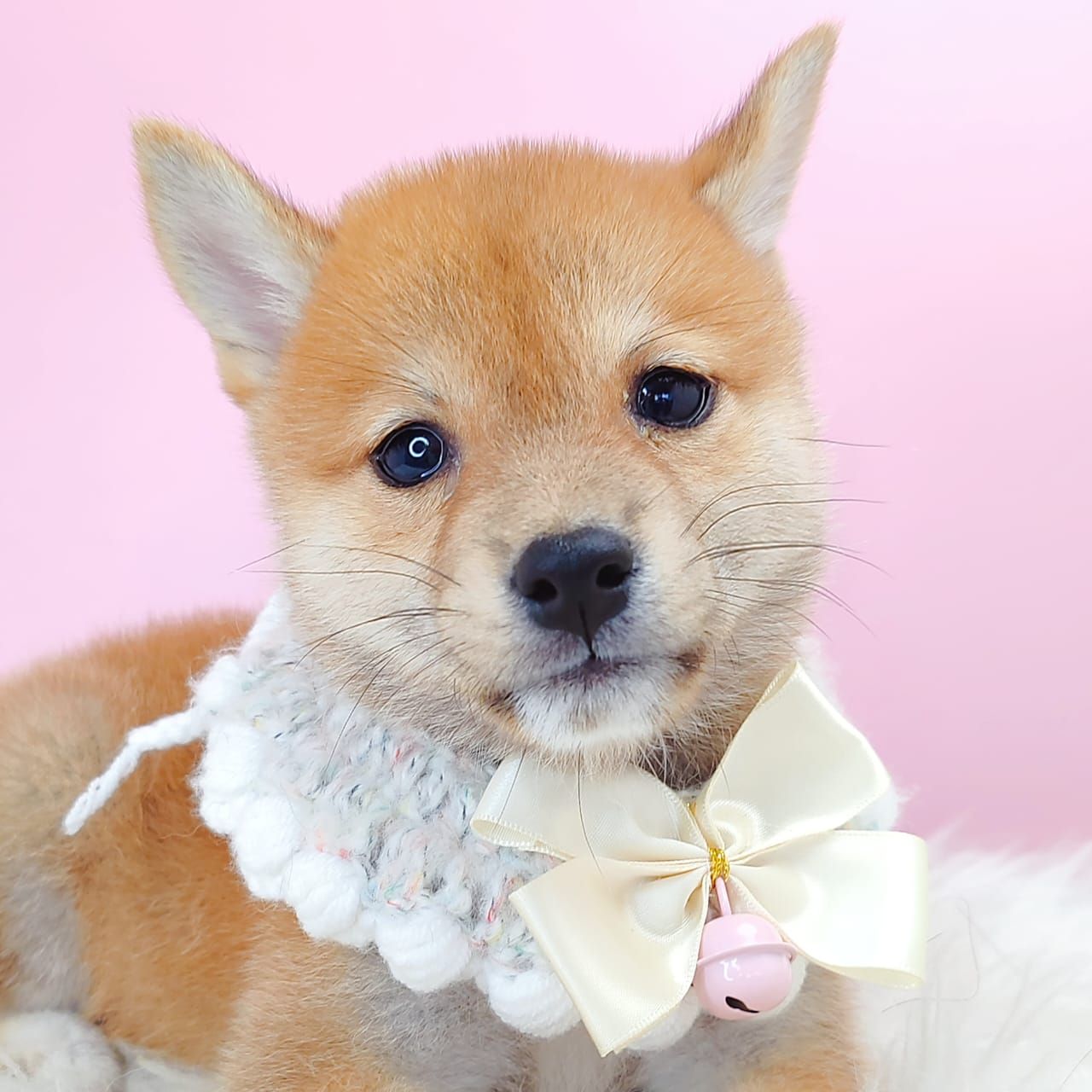 Shiba Inu 柴犬