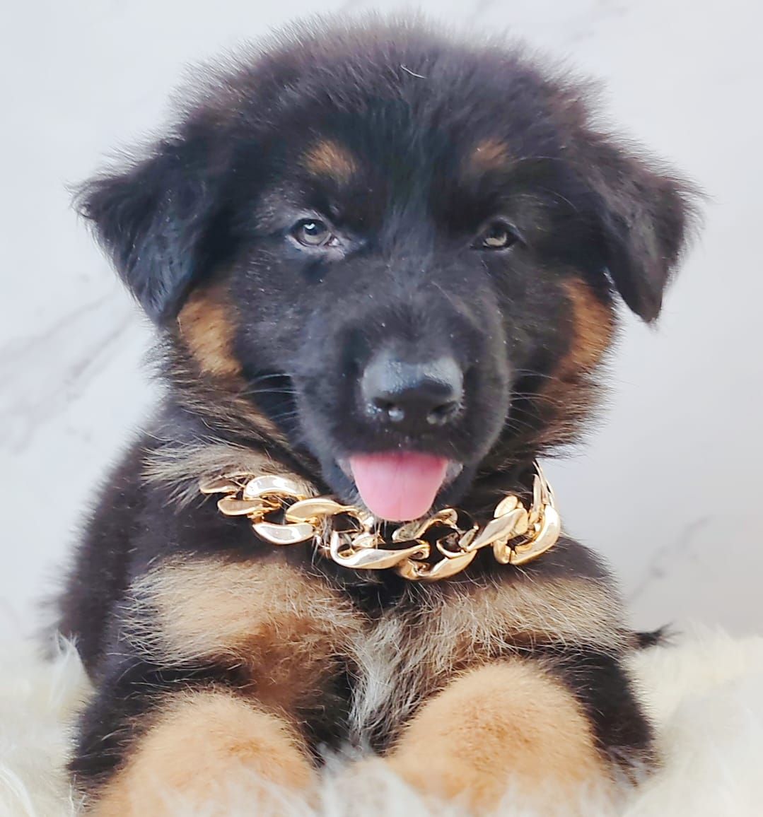 German Shepherd 德国牧羊犬