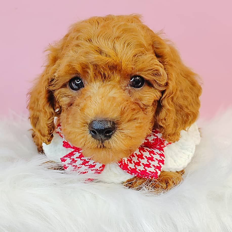 Maltipoo 马尔泰迪