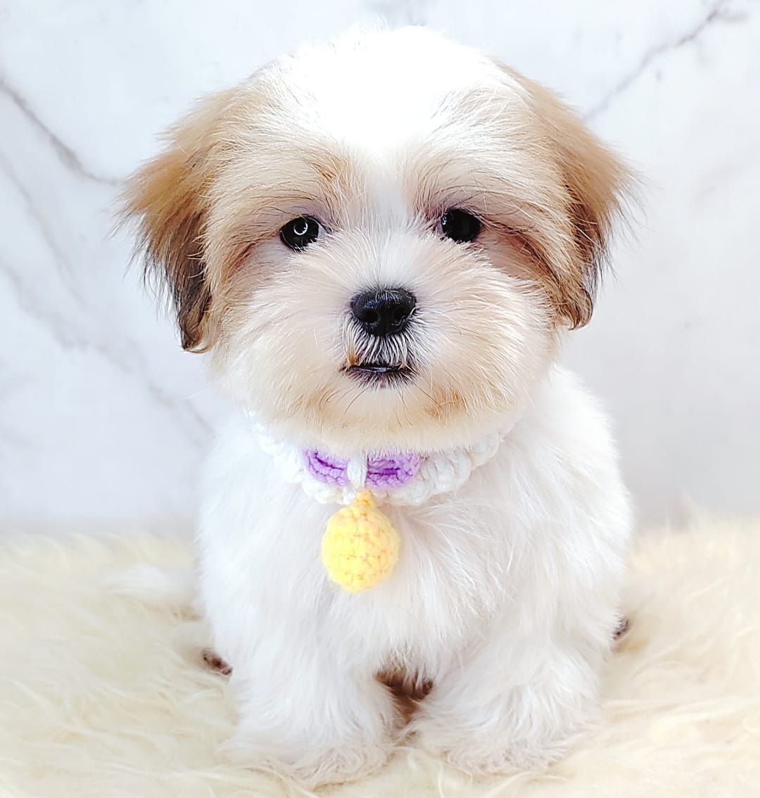 Shih Tzu 西施