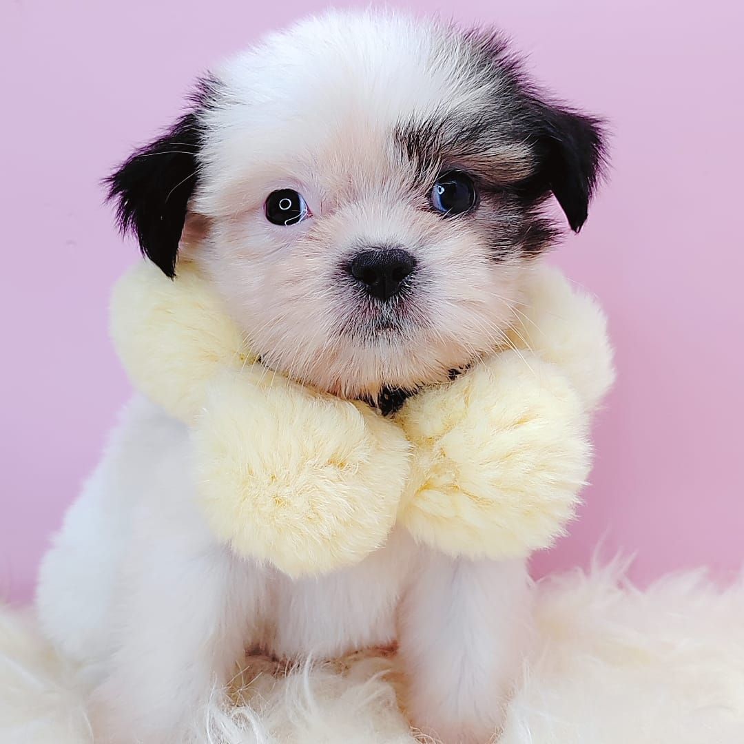 Shih Tzu 西施