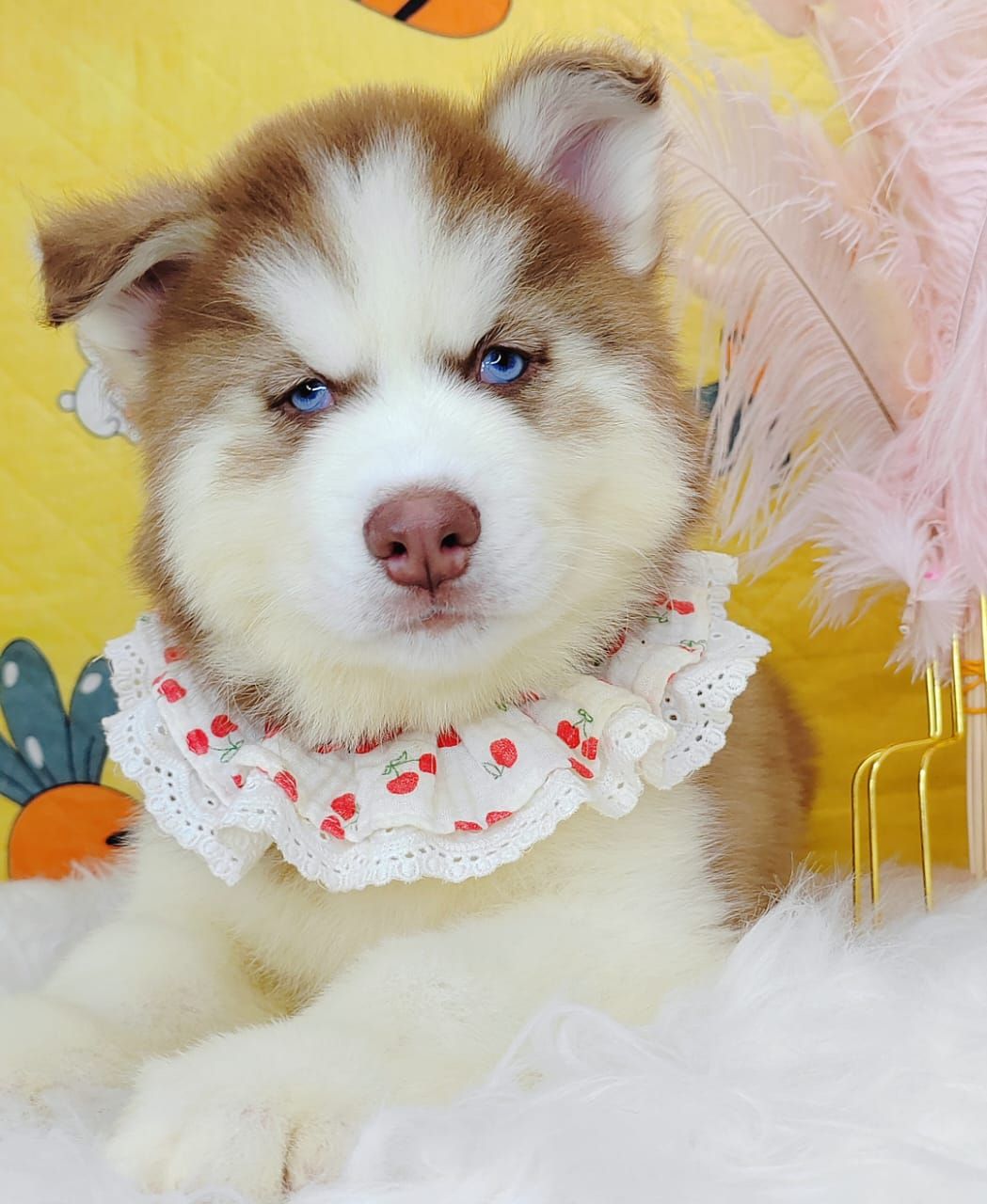 Wooly Husky 哈士奇