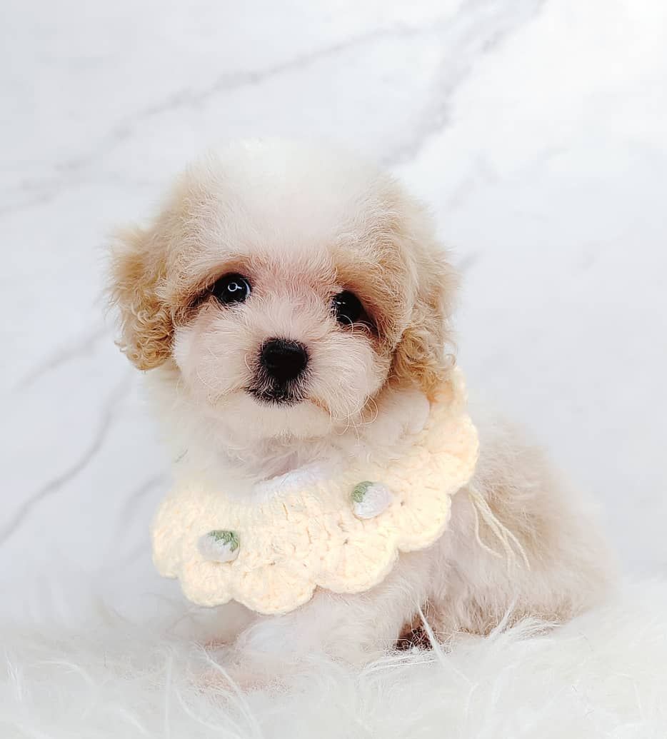 Maltipoo 马尔泰迪
