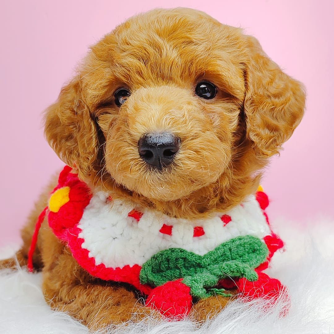 Poodle 娉拌开璐靛