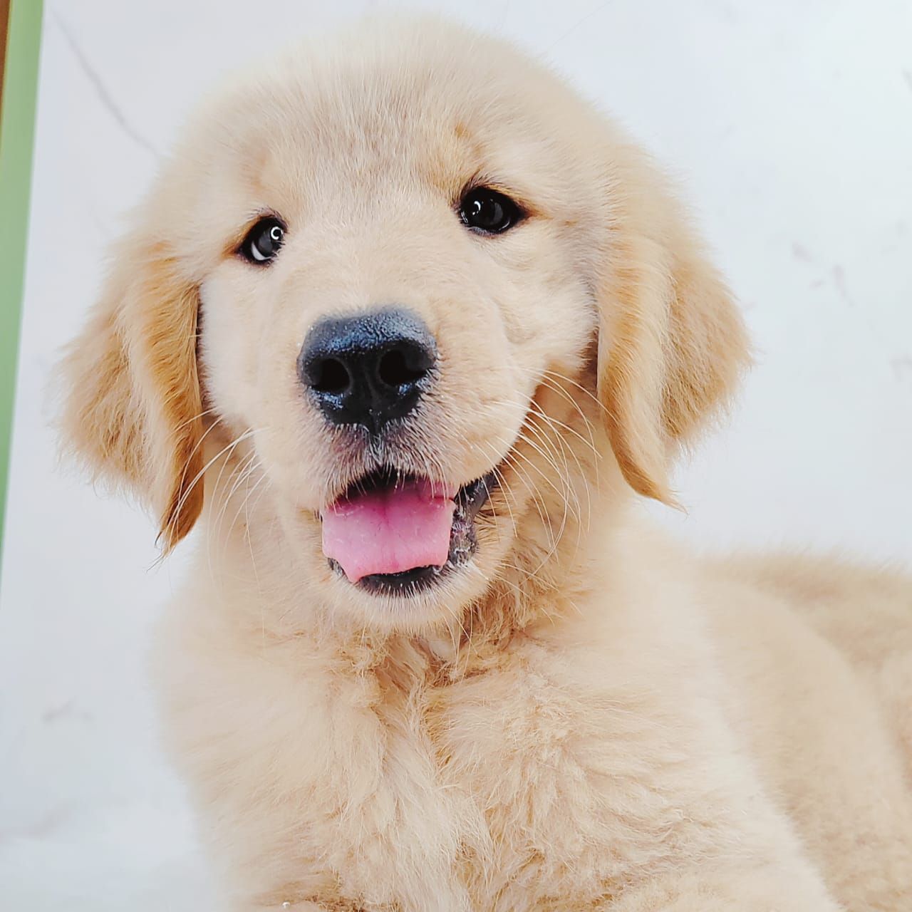 Golden Retriever 黄金猎犬