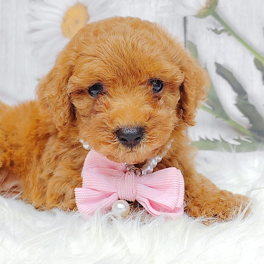 Poodle 娉拌开璐靛