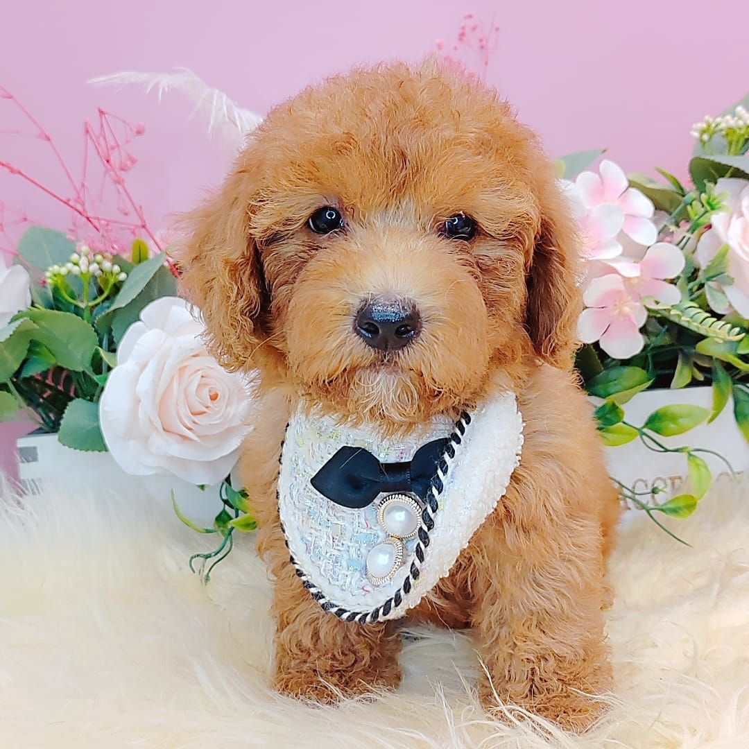  Poodle 娉拌开璐靛