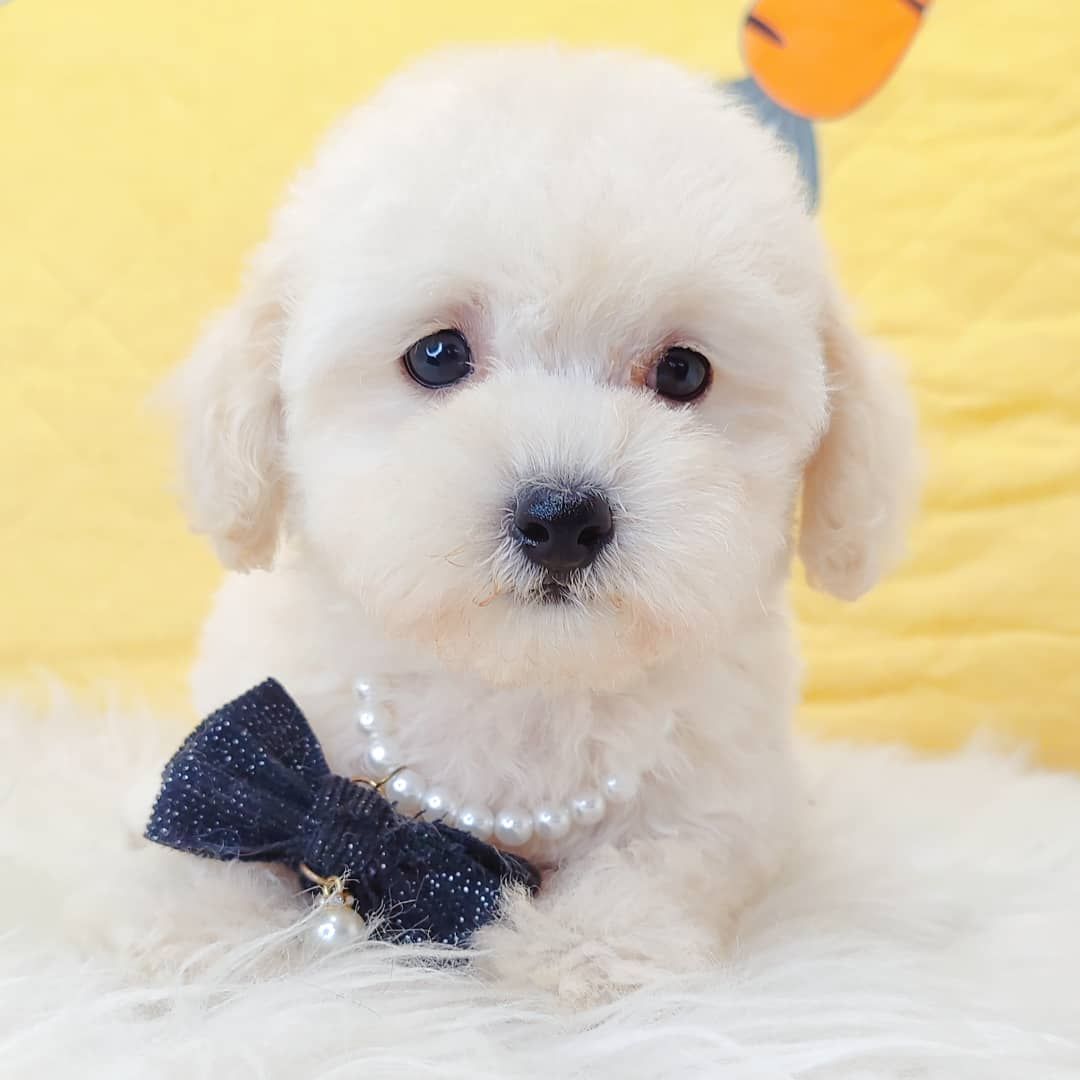 Poodle 娉拌开璐靛
