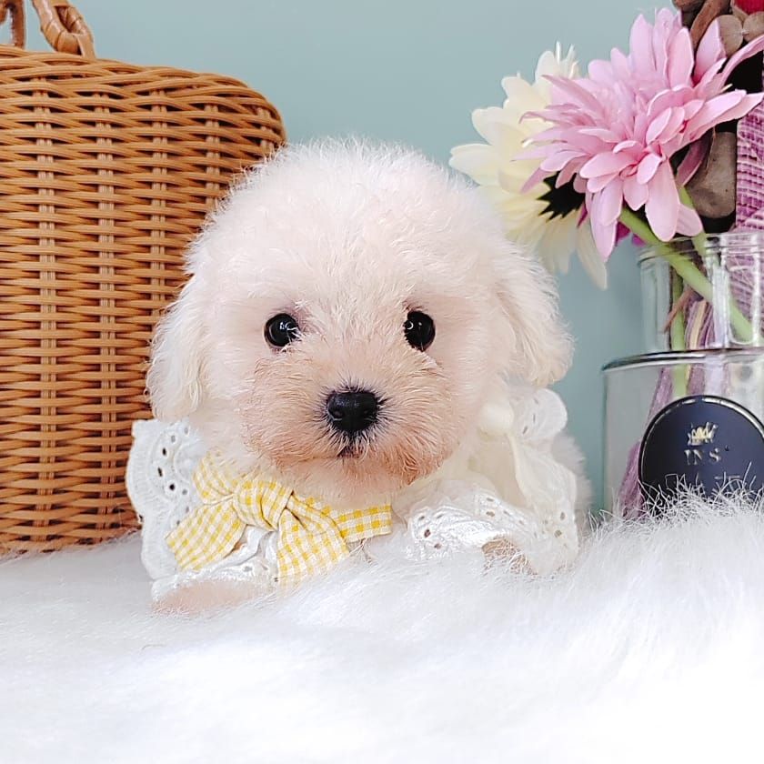 Maltipoo 马尔泰迪