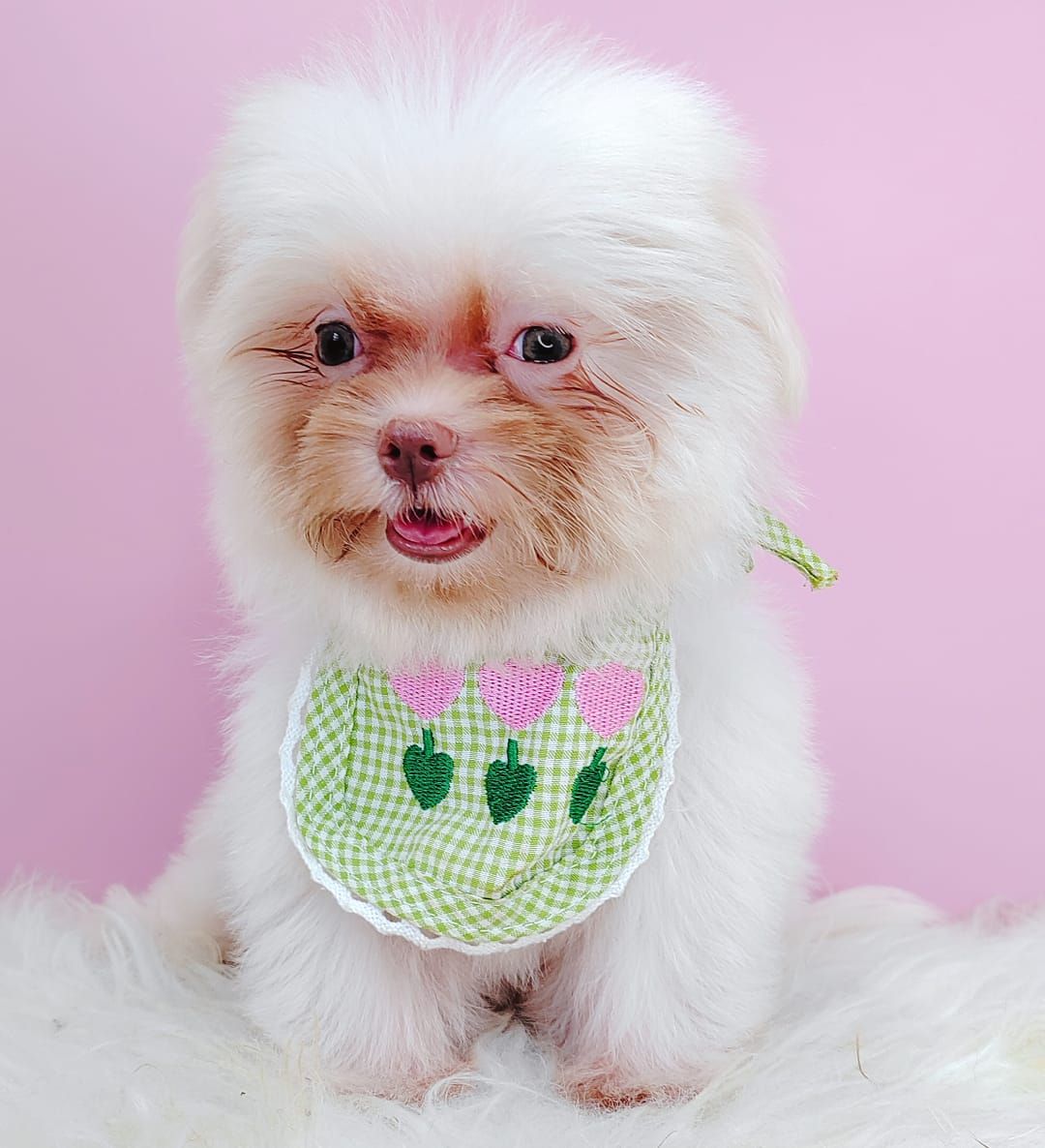 Maltese 马尔济斯