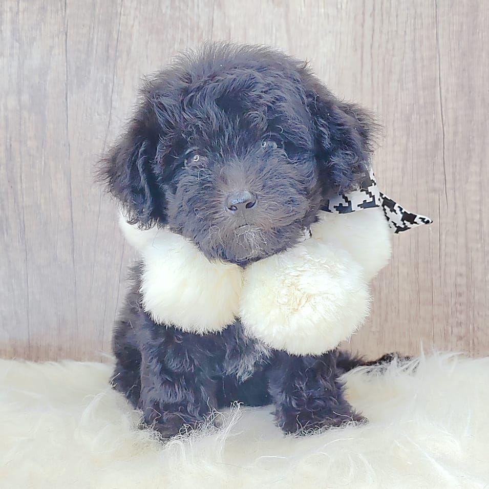Poodle 娉拌开璐靛