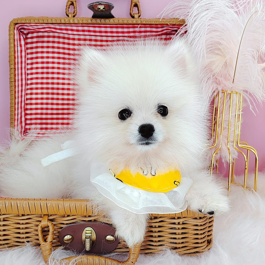 Pomeranian 博美