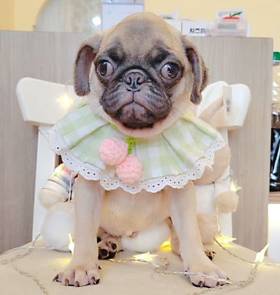 Pug 巴哥
