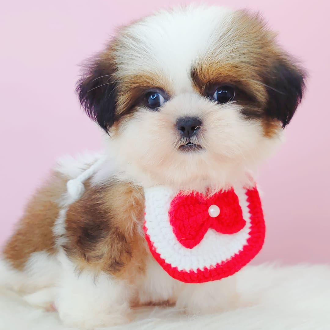 Shih Tzu 西施