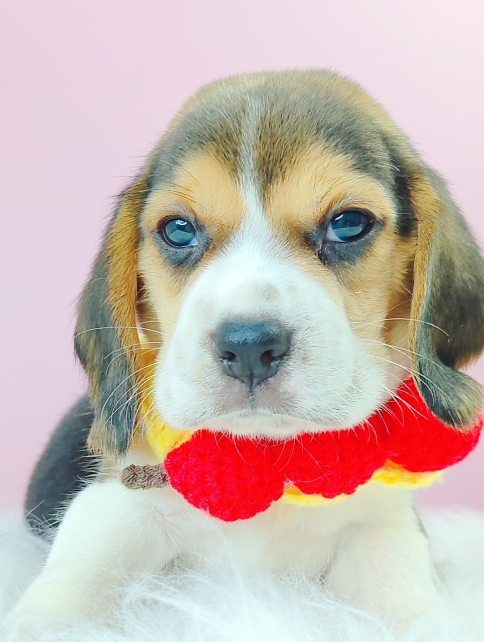 Beagle 米格鲁