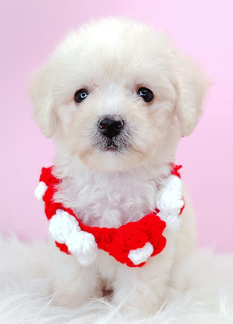 Poodle 璐靛娉拌开