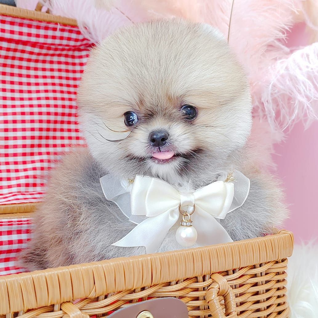 Pomeranian 博美