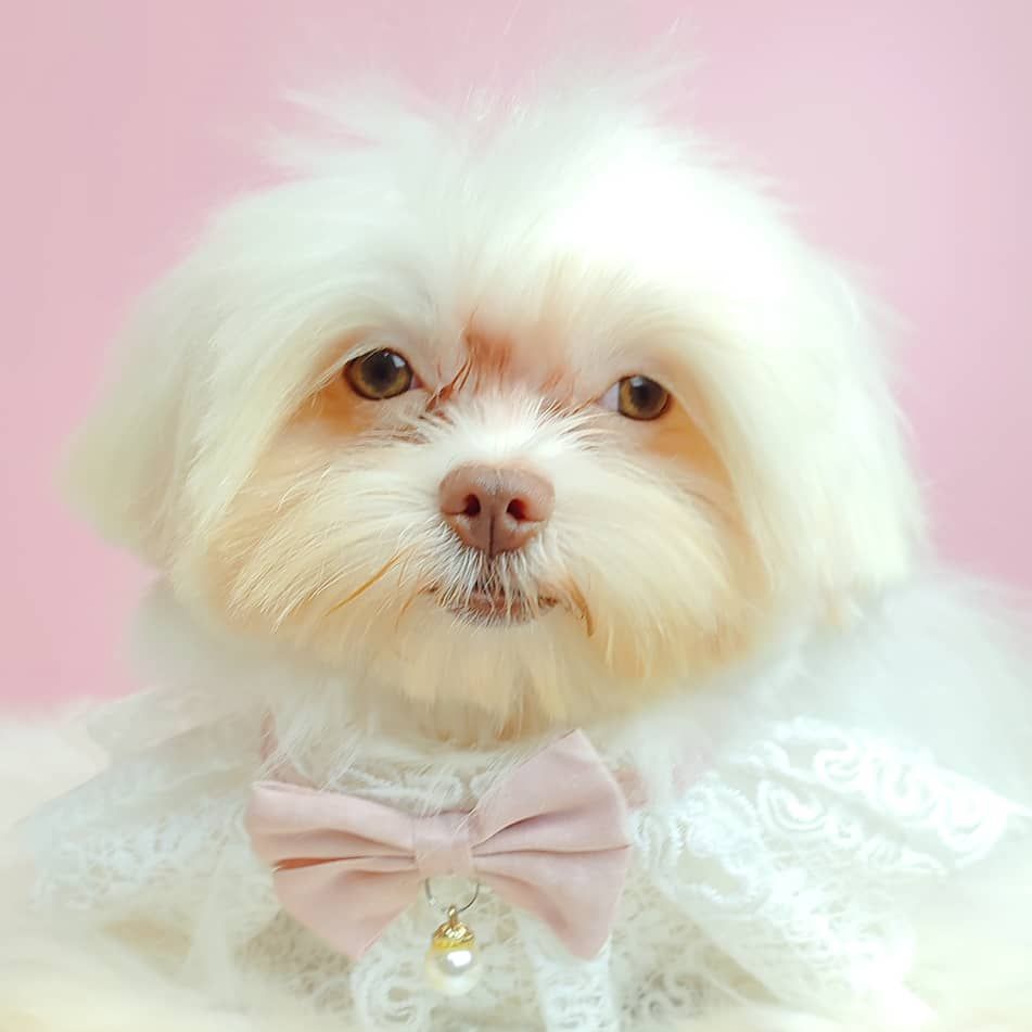 Maltese 马尔济斯