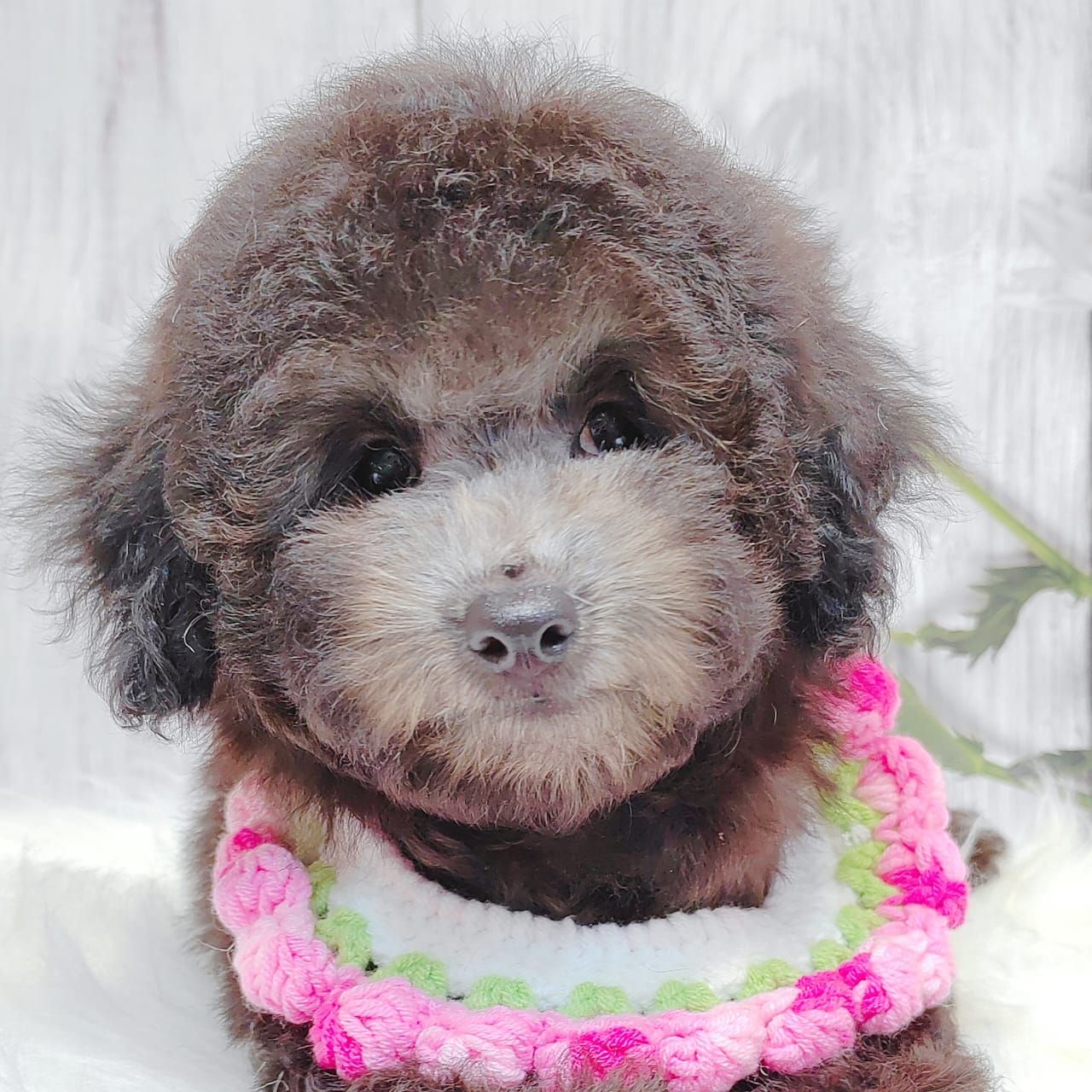 Poodle 璐靛娉拌开