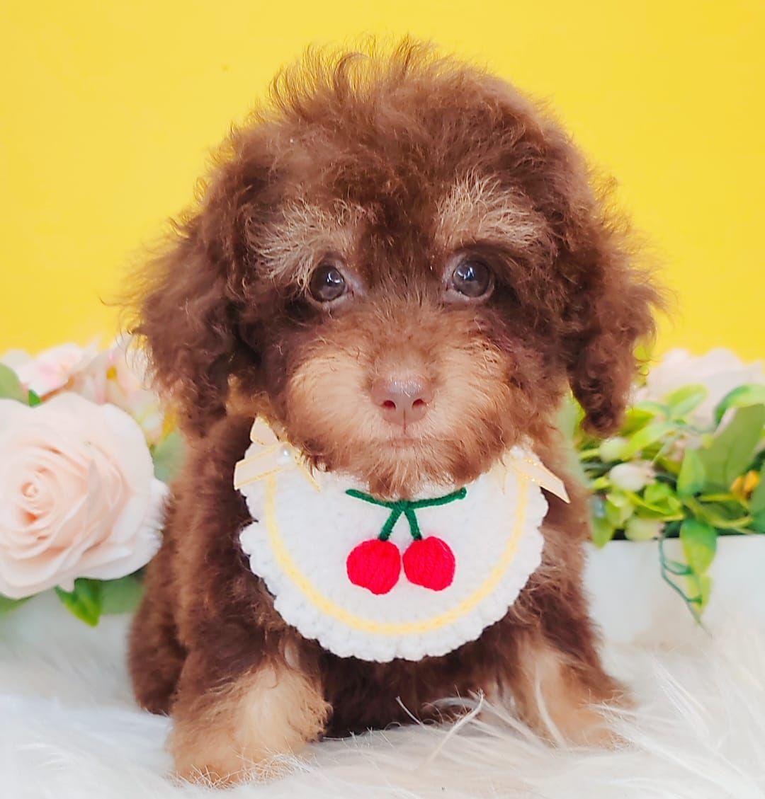 Poodle 娉拌开璐靛