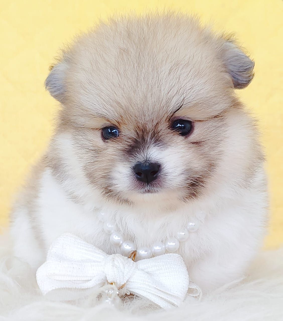 Pomeranian 博美