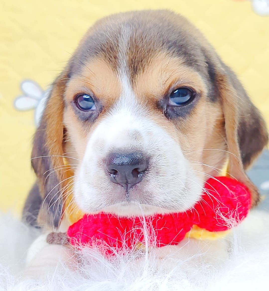 Beagle 米格鲁
