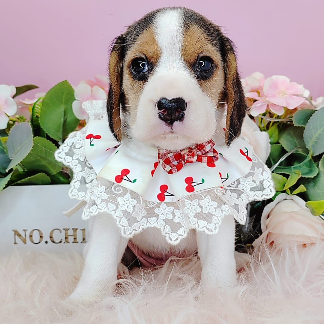 Beagle 米格鲁