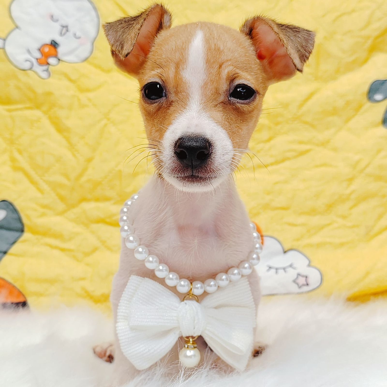Jack Russell Terrier 杰克罗素梗