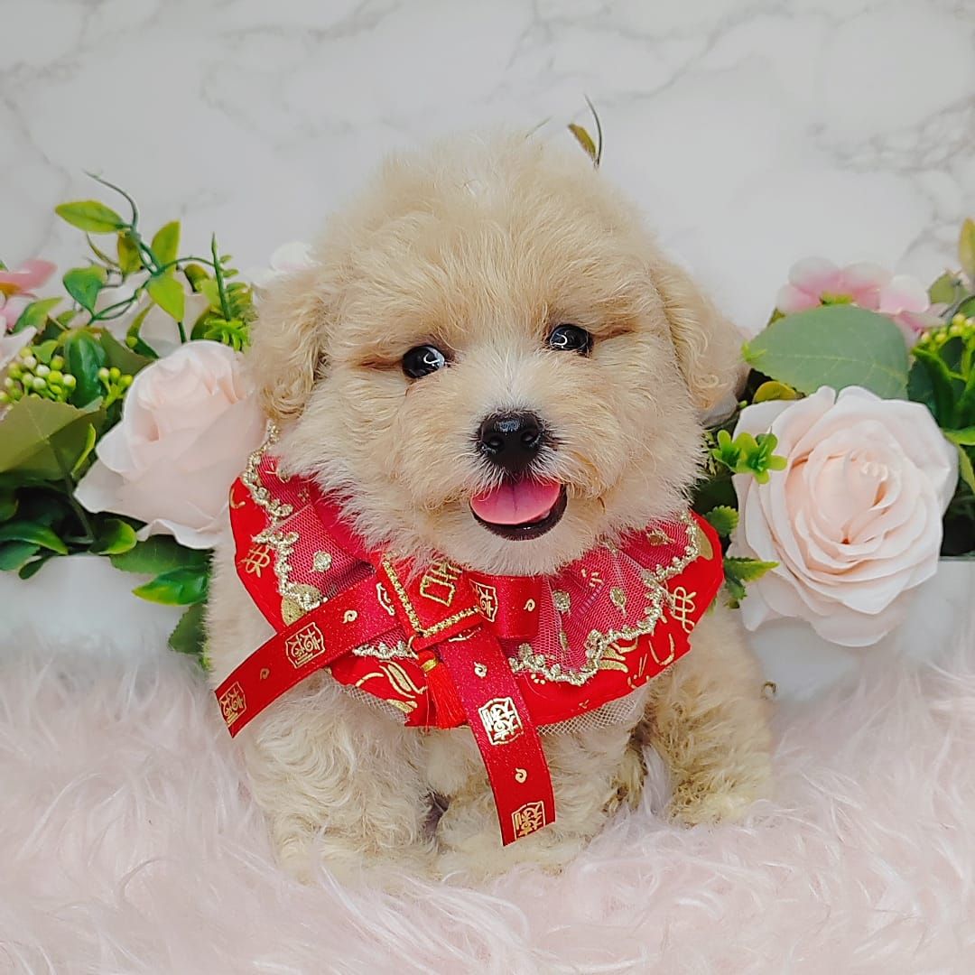  Poodle 娉拌开璐靛