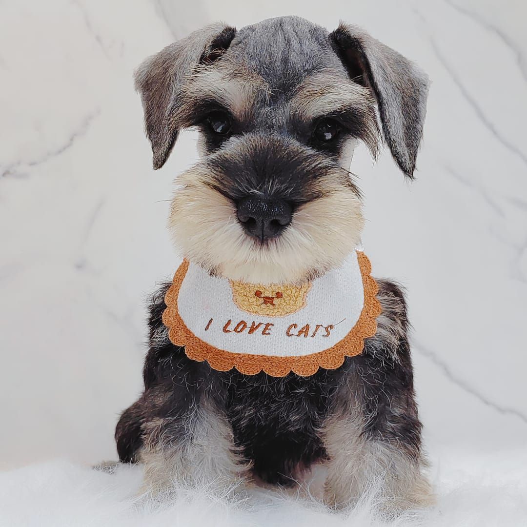 Schnauzer 雪纳瑞