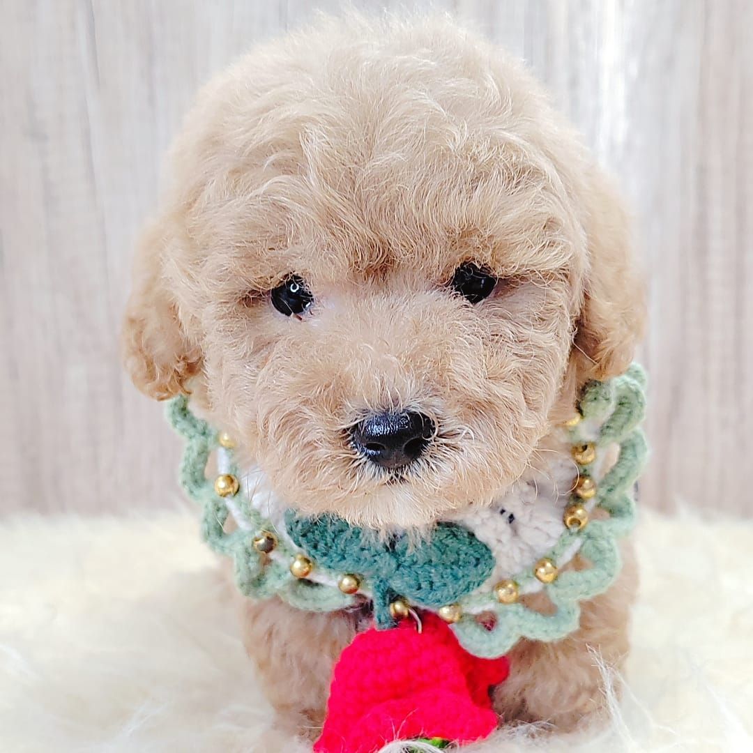 Poodle 娉拌开璐靛