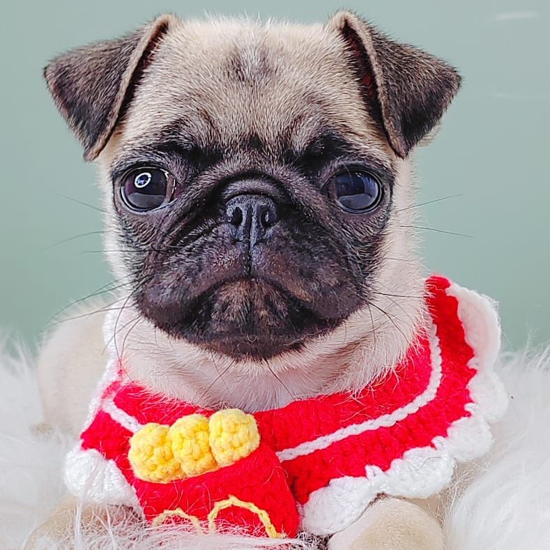 Pug 巴哥