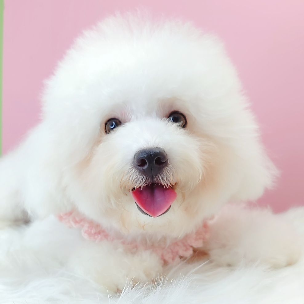 Bichon Frise 比熊