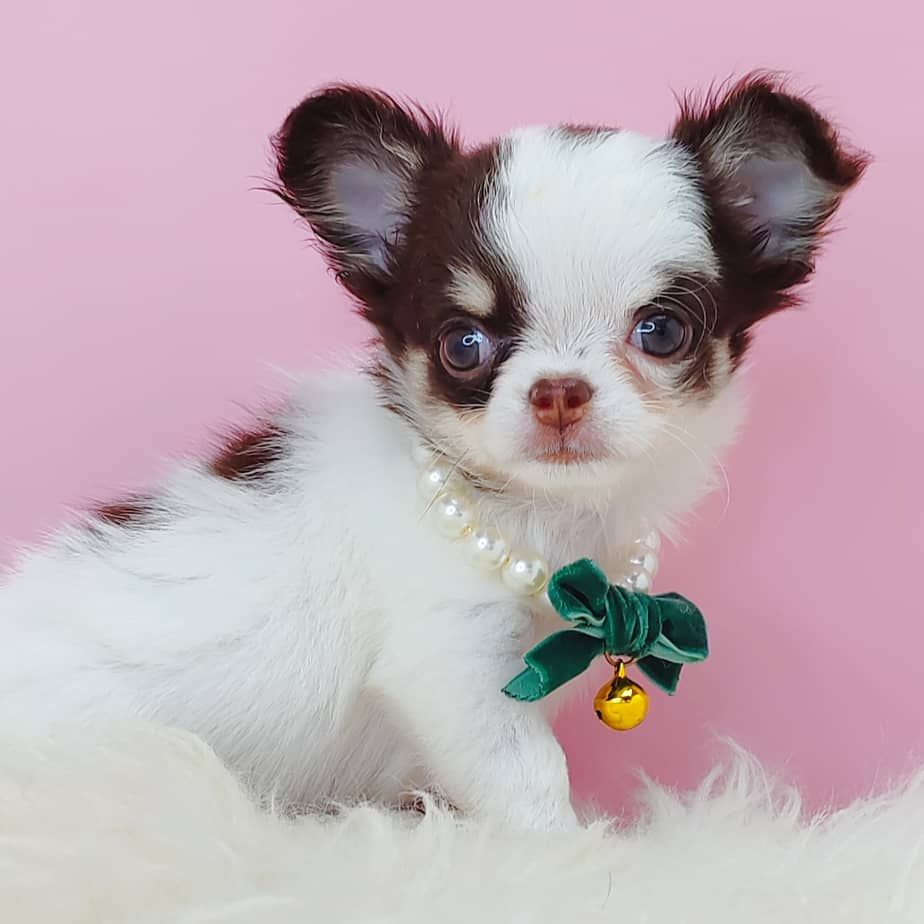 Chihuahua 吉娃娃