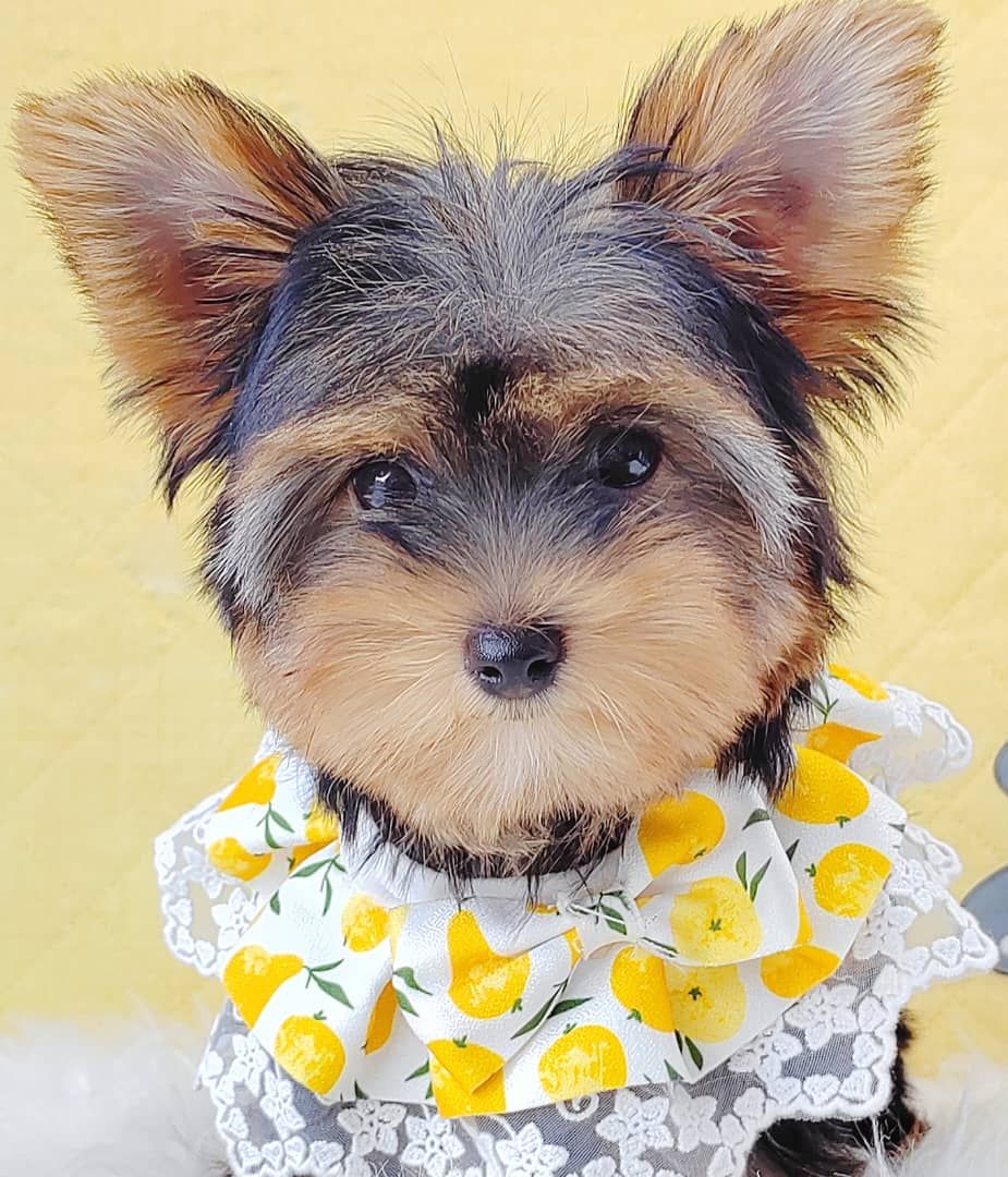 Yorkshire Terrier 约克夏