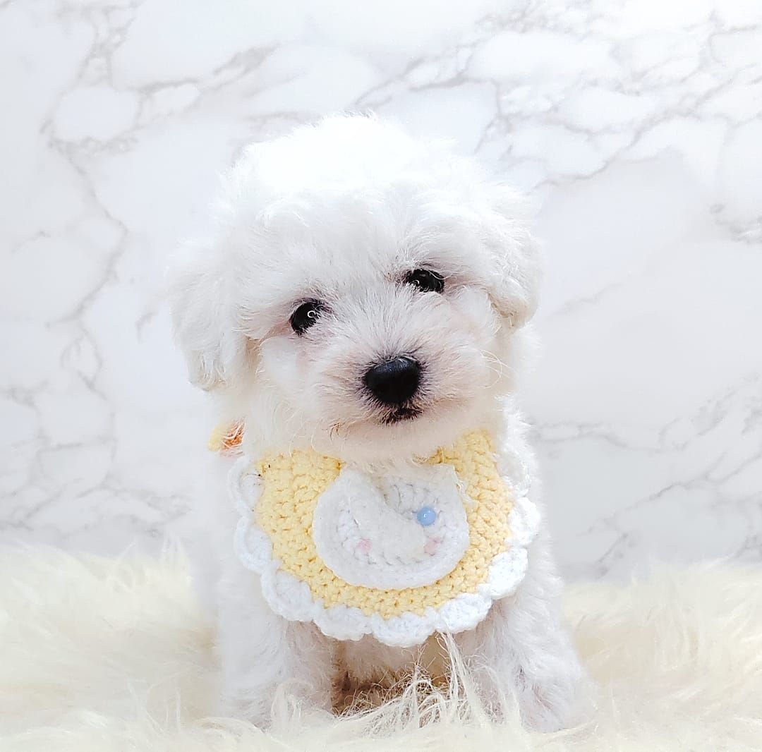 Poodle 娉拌开璐靛