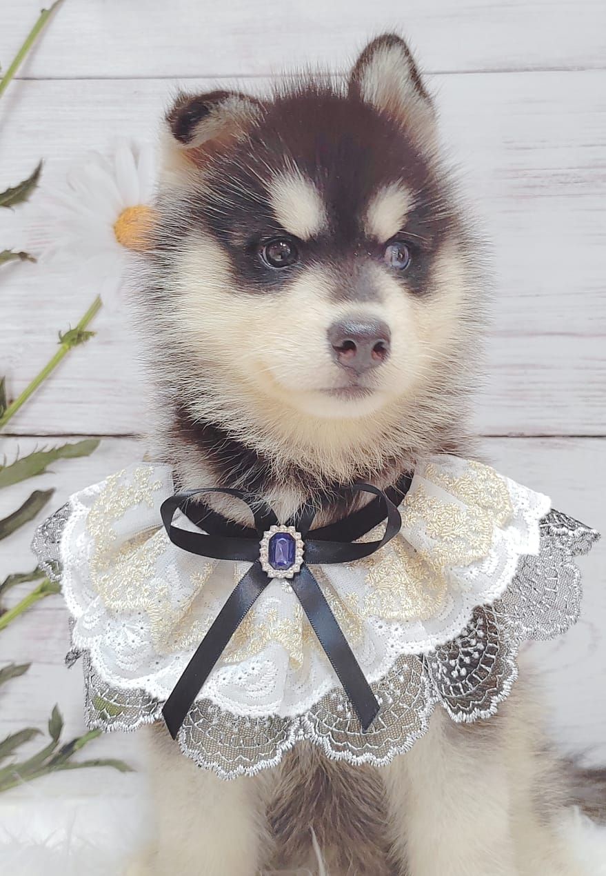 Wooly Husky 哈士奇