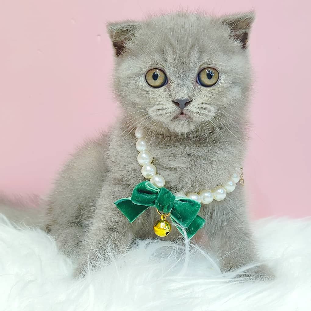 Scottishfold 折耳猫