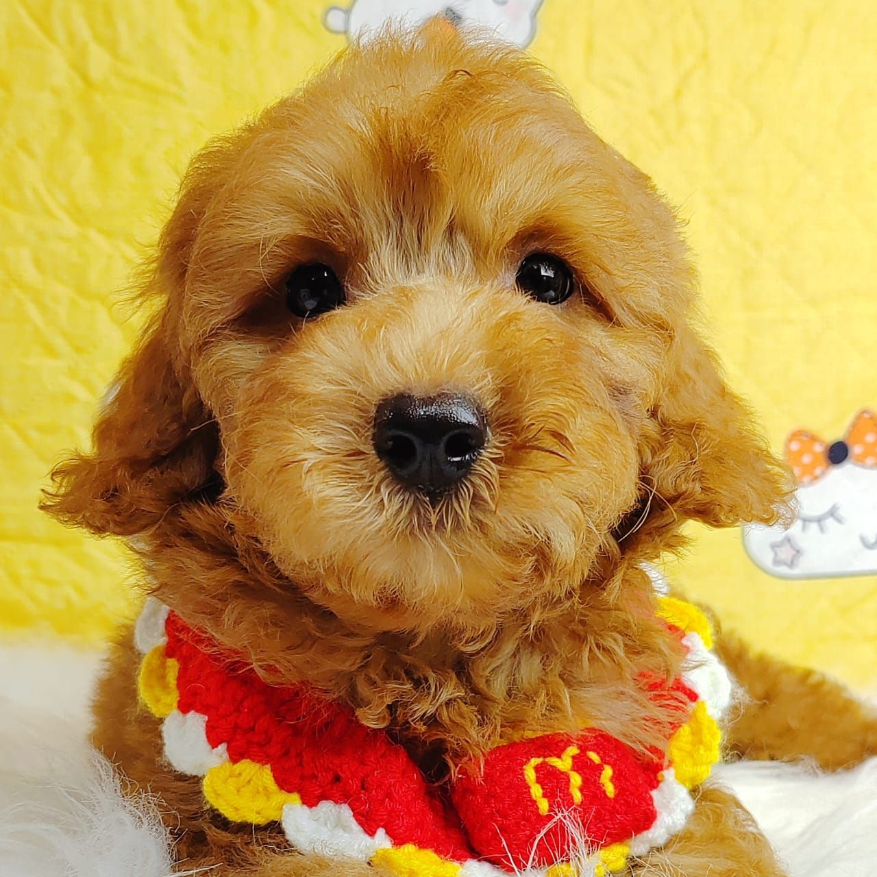 Poodle 娉拌开璐靛