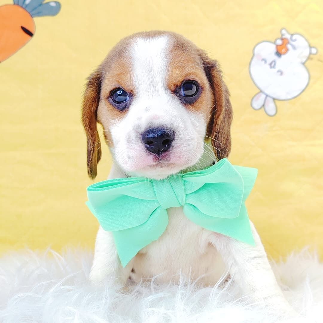 Beagle 米格鲁